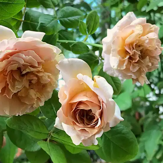 Trandafir cu parfum discret - Trandafiri - Caffe Latte™ - Trandafiri online